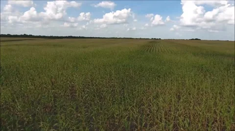 Ariel Over Cornfield Video stock 64592907