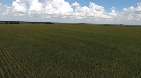 Ariel Over Cornfield Video stock 64592989