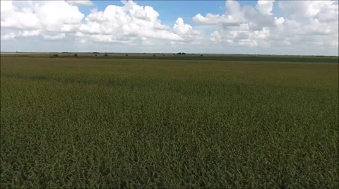 Ariel Over Cornfield Reverse Pan Out Video stock 64592985