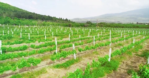 Ariel shoot vineyard grape field Stock-Footage 107573811