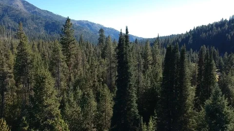 Ariel shot of the forest in Silver Creek Plunge, Idaho Stock Footage