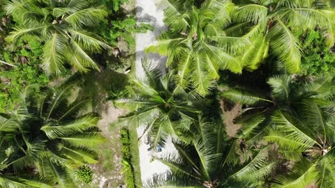 Ariel View cycling between trees on a tropical Island Video stock 139009944