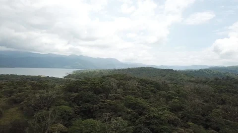 Ariel view of rain forest canopy Video stock 116943281