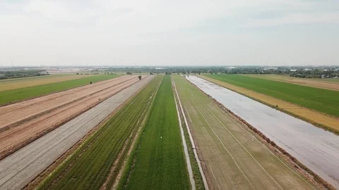 Ariel view of rice field with the lines of harvesting machine Stock Footage 125289572
