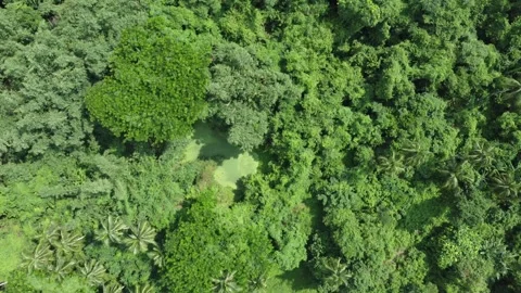Ariel view sort of deep green forest. Stock Footage 251670937