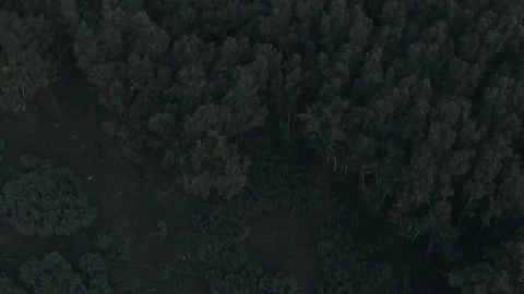 Ariel view of trees in a forest Stock Footage 132828468