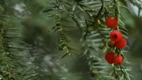 Arils On Yew Tree Limbs Stock Footage 115821749