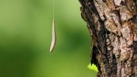 Arion slug hanging from the tree on a mucus thread Stock Footage 231102359