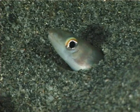 Ariosoma (C110) Video stock 104406