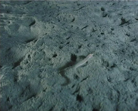 Ariosoma (C112) 動画素材 104445