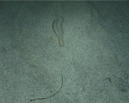 Ariosoma (D016) 動画素材 149595