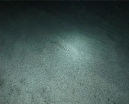 Ariosoma (D019) Video stock 149599