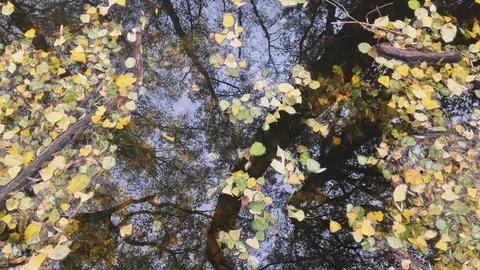 Arious a dead tree leaves in fall colors floating on water surface with tree Stock Footage 129622243