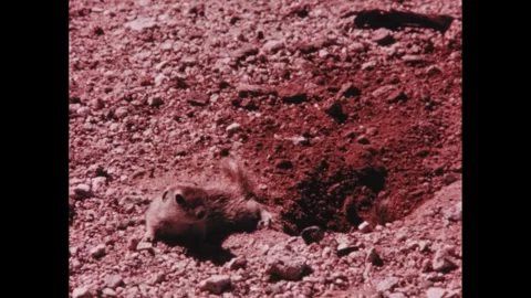 Arizona 1960s: Squirrel digging a burrow in the desert ground. Young squirrels Stock Footage 263721418