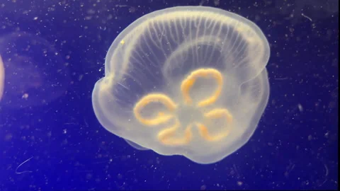 Arizona Aquarium Stock Footage 337268622