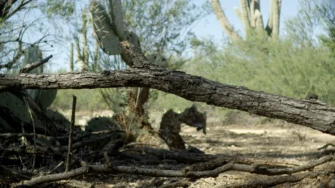 Arizona Blonde tarantula walking amongst twigs Stock-Footage 114879853
