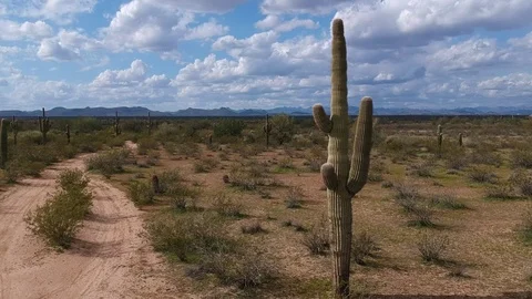 Arizona Cacti Stock Footage 103120609