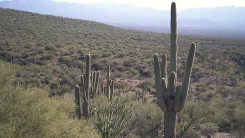 Arizona Cactus Vidéo 151807680