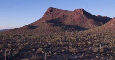Arizona Cactus Forest 2 動画素材 261999417