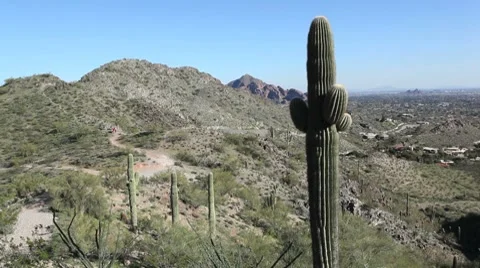 Arizona cactus video Stock Footage 8572304