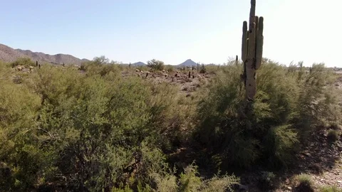 Arizona Catcus Stock Footage 105247106