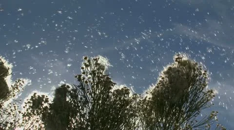 Arizona Desert Broom Pollen Stock Footage