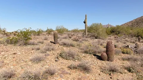 Arizona Desert Catcus Long Stock Footage 105247278