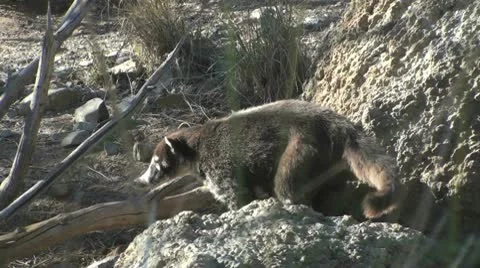 Arizona Desert Coatimundi Stock Footage