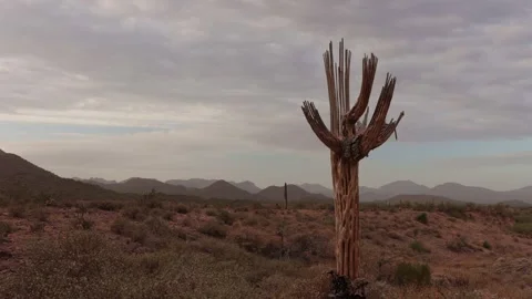 Arizona Desert Time-Lapse Featuring A Dead Saguaro Cactus Stock Footage 339290823