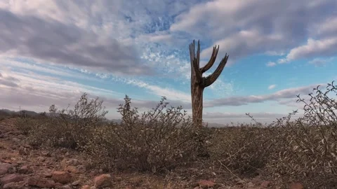 Arizona Desert Time-Lapse Featuring A Dead Saguaro Cactus Stock Footage 339290885