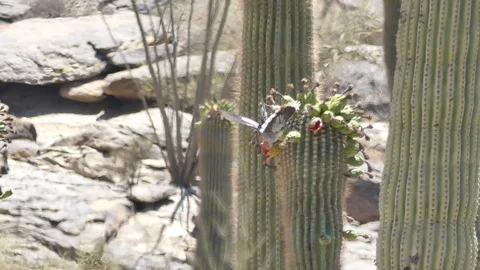 Arizona, Desert, Two doves drinking nectur from flowers on top of saguaro cac Stock Footage 91363900