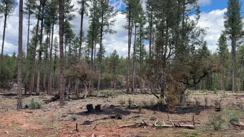 Arizona Forest Stock Footage 337268738