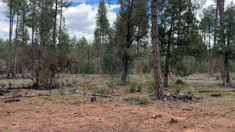 Arizona Forest Stock Footage 337269286