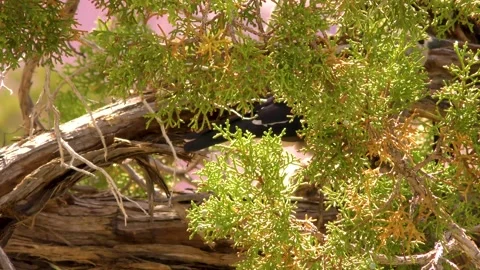 Arizona Grand Canyon A clark nutcracker bird in a tree slamming his beak int Stock Footage 142222553