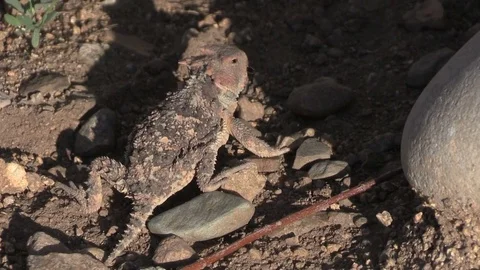 Arizona Horned Toad Lizard Stock-Footage 78708121