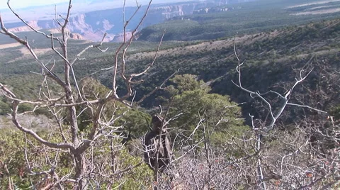 Arizona Hunter Vídeo Stock 3375793