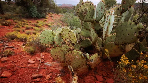 Arizona landscape, desert plants. Stock Footage 45683473