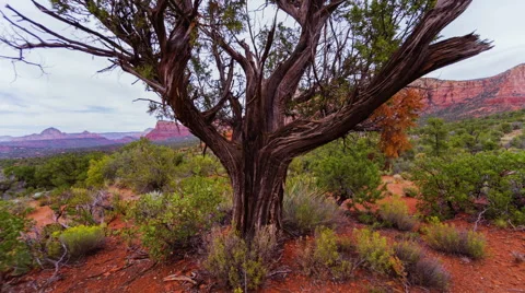 Arizona landscape Stock Footage 46500152