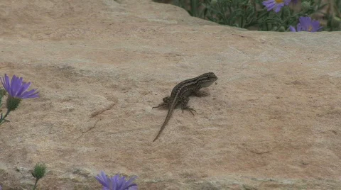 Arizona lizard bobs up and down Stock-Footage 690361