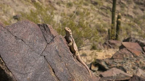 Arizona Lizard Stock Footage 12292761