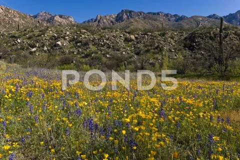 Arizona Mountain Spring Wildflowers Stock Photos