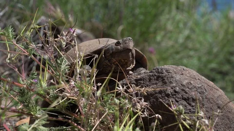 Arizona Mud Turtle in Wild Stock Footage 122042836