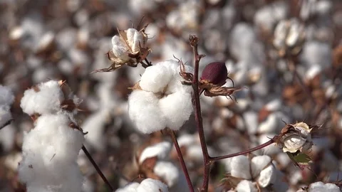 Arizona pretty round cotton boll zooms out Stock Footage