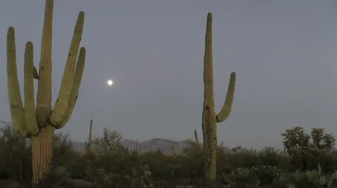 Arizona Saguaro Cactus Moon Landscape Stock Footage