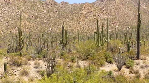 Arizona Saguaro National Park  A view of several odd shopped saguaro cacti i Vidéo 245463553
