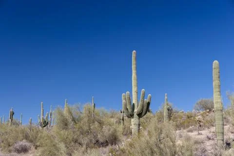 Arizona Sonoran Desert with Saguaro Cacti and Blue Sky Stock Photos