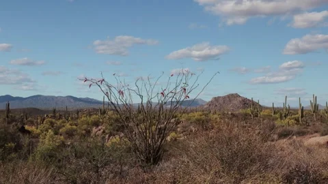 Arizona Sonoran Desert Spring Time Time-Lapse Footage 動画素材 332017574