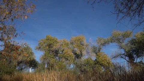 Arizona Tree Plants  Stock Footage 99712486