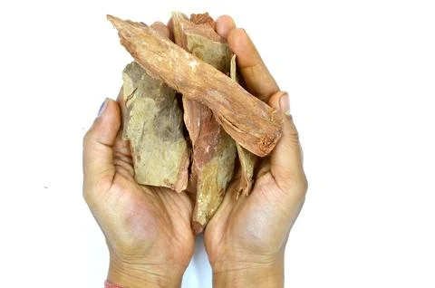 Arjun bark on hand Stock Photos