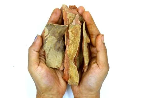 Arjun bark Stock Photos